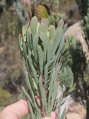 Leucadendron comosum, photograph (c) Ren Hoekstra, some rights reserved (CC BY)