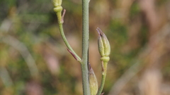 Delphinium parishii subglobosum