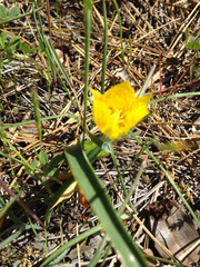 Calochortus monophyllus