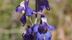 Delphinium parishii subglobosum