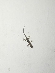 Hemidactylus mabouia