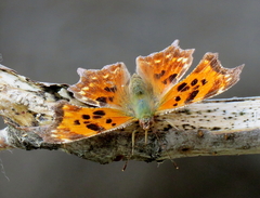 Polygonia comma