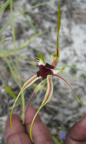 Image of Caladenia dilatata by no rights reserved