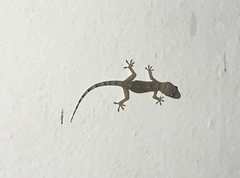 Hemidactylus mabouia