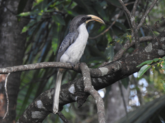 Sri Lanka Grey Hornbill photo 2