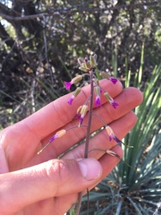 Boechera californica