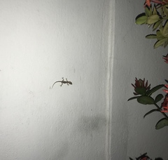 Hemidactylus mabouia