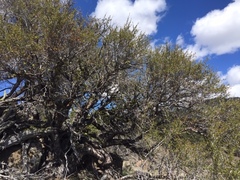 Cercocarpus ledifolius intermontanus