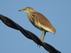 Indian Pond Heron photo 3