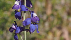 Delphinium parishii subglobosum