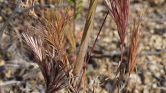 Delphinium parishii subglobosum
