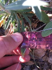 Boechera californica
