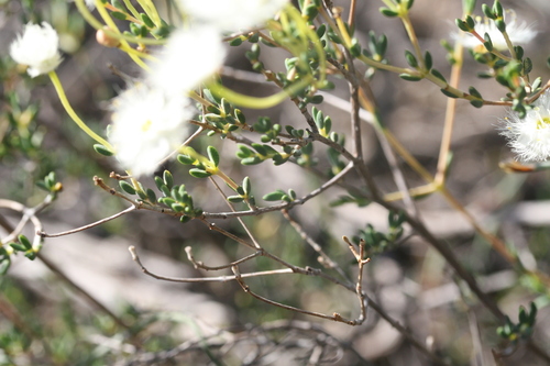 Image of Verticordia roei by (c) Benjamin Anderson, some rights reserved (CC BY)