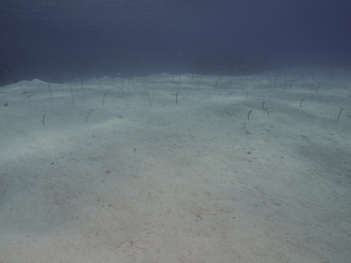 Garden eel
