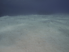 Garden eel