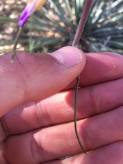 Boechera californica