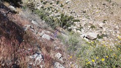 Delphinium parishii subglobosum