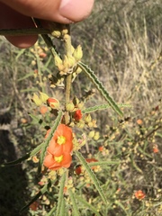 Sphaeralcea hastulata
