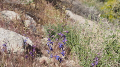 Delphinium parishii subglobosum