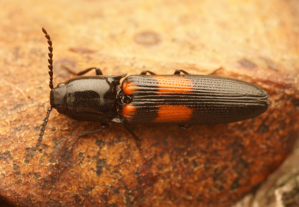 Augenotus quadriguttatus