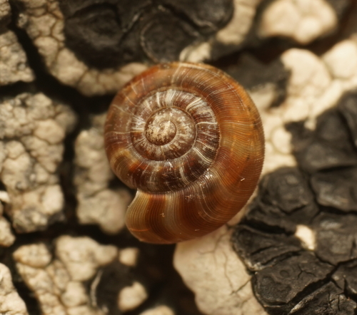 Diemenoropa kingstonensis observed 2023-02-11