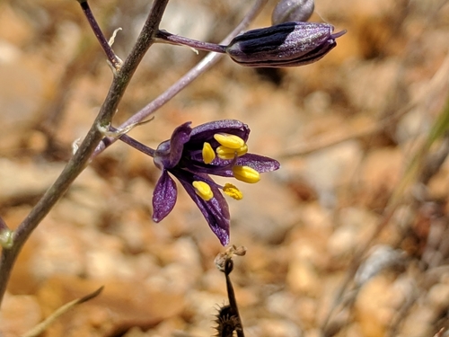Image of Purple amole by no rights reserved
