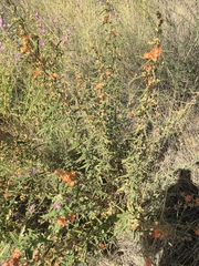 Sphaeralcea hastulata