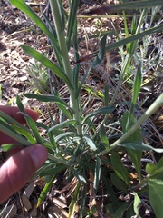 Boechera californica