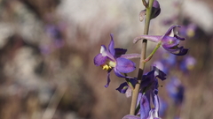 Delphinium parishii subglobosum