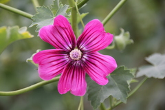 Malva assurgentiflora