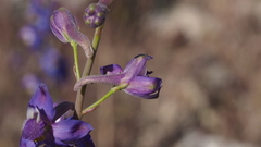 Delphinium parishii subglobosum