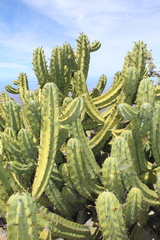Myrtillocactus cochal