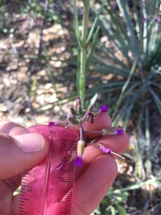 Boechera californica