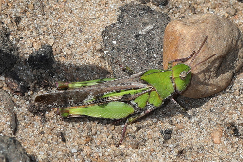 Southern Green-striped Grasshopper photo 4