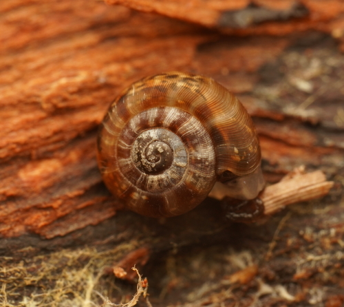 Diemenoropa kingstonensis observed 2023-02-12