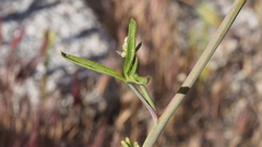 Delphinium parishii subglobosum