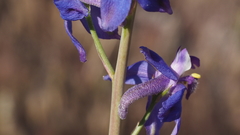 Delphinium parishii subglobosum