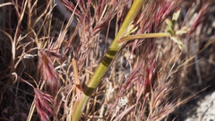 Delphinium parishii subglobosum