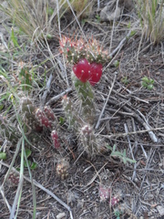Austrocylindropuntia shaferi