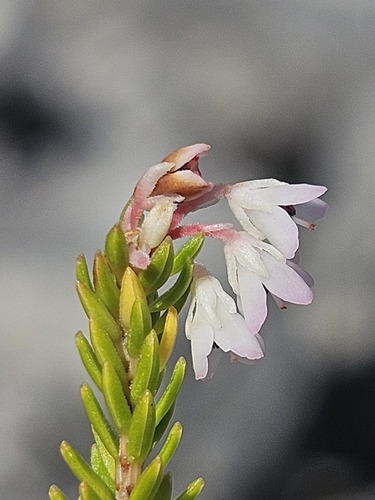 Erica roseoloba