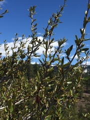 Cercocarpus ledifolius intermontanus