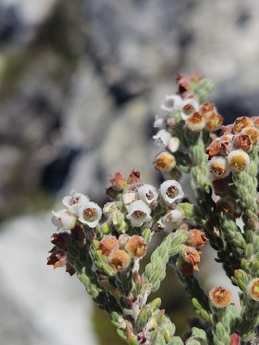 Klipspringer Heath (Erica oreotragus)