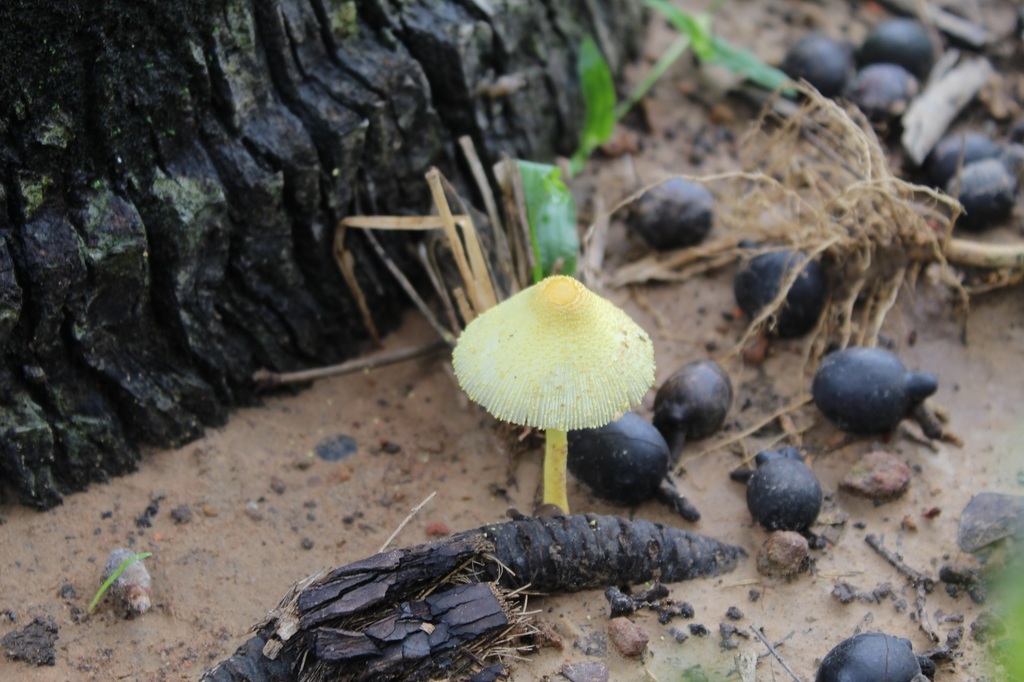 Leucocoprinus birnbaumii · April 2019 · photo: © nicolasr (iNaturalist, cc-by)