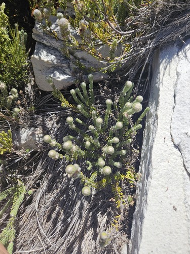 Phylica constricta (Phylica constricta)