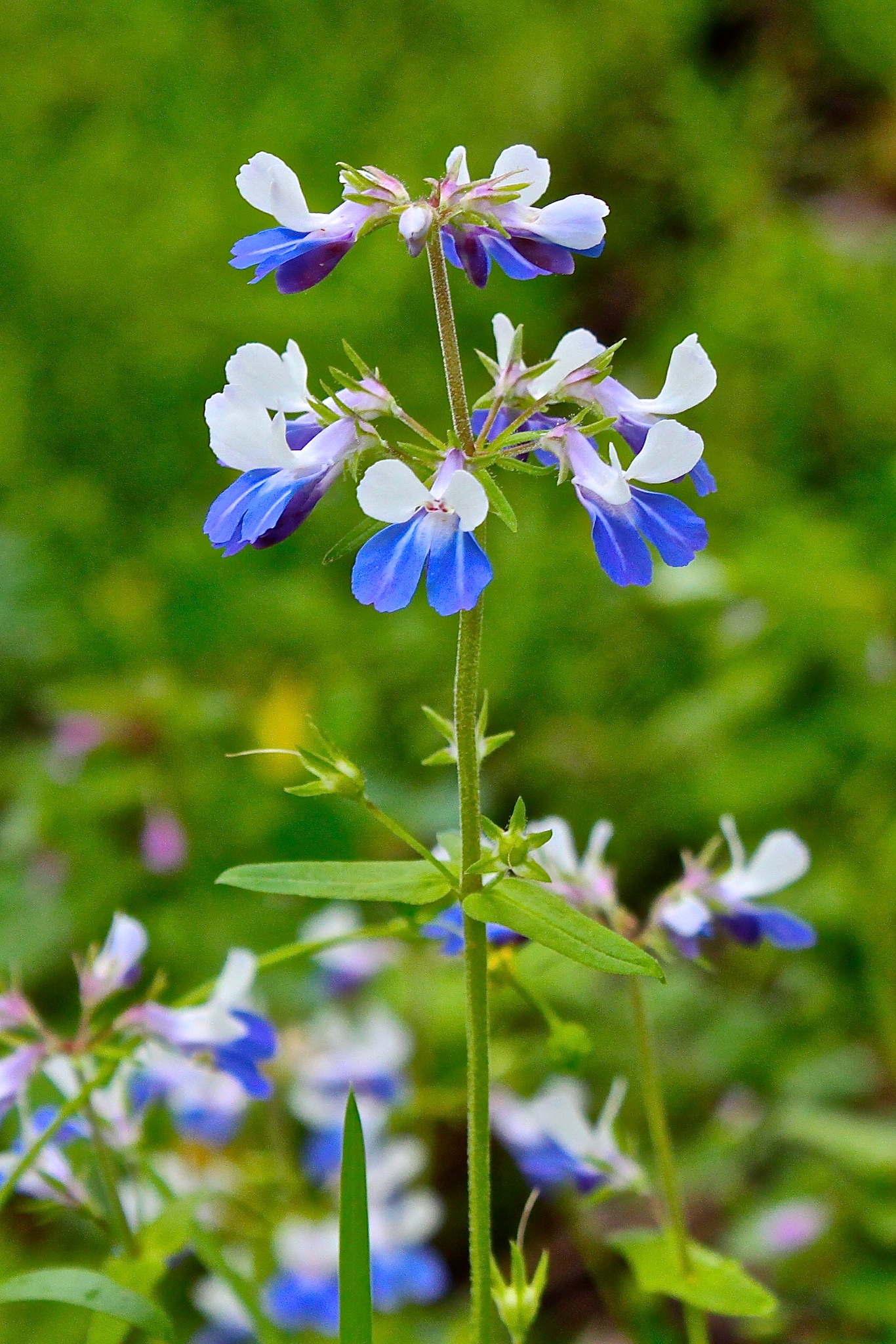 Collinsia