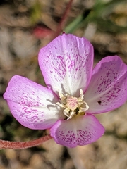 Clarkia cylindrica
