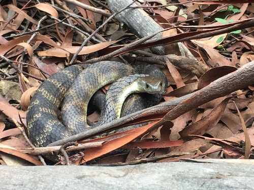 Tiger Snake sighting