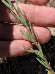 Clarkia cylindrica