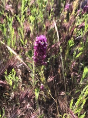 Castilleja densiflora gracilis