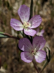 Clarkia cylindrica